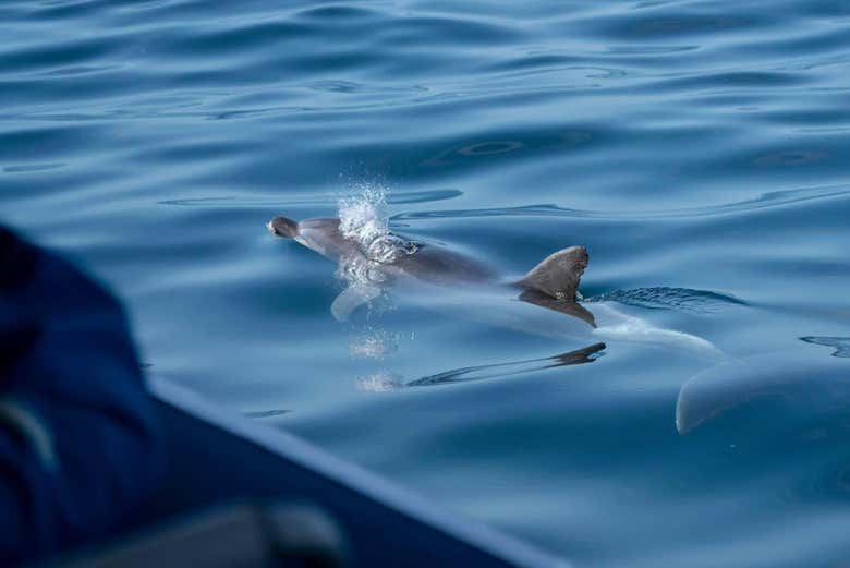 Nos aproximaremos desses simpáticos mamíferos