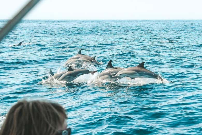 Um grupo de golfinhos pulando