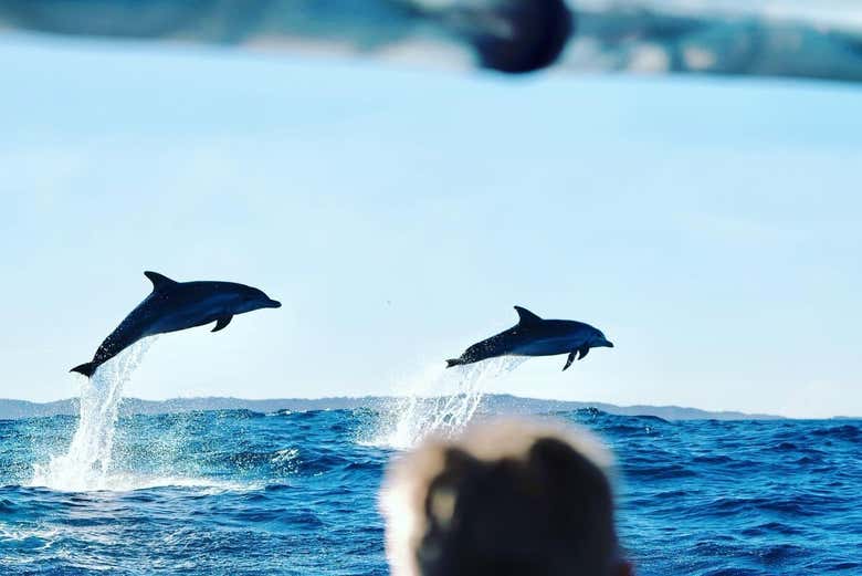 Você poderá ver os golfinhos brincando e nadando
