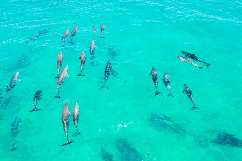 Grupo de golfinhos