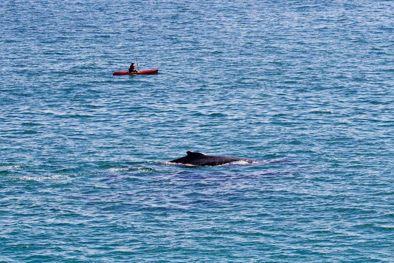 Remando ao lado de uma baleia