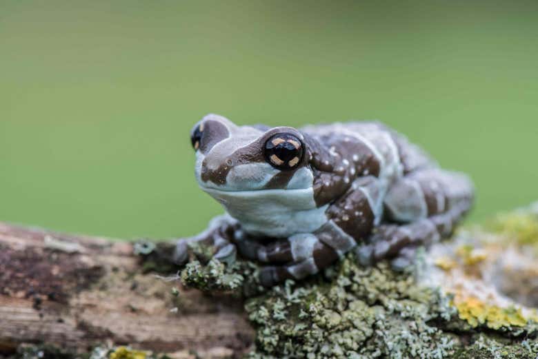 Rã descansando num ramo