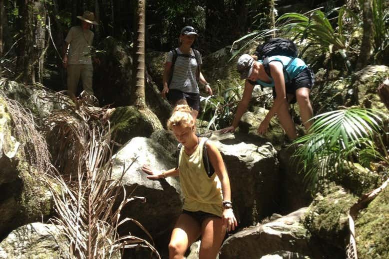 Trilha pelo Parque Nacional Nightcap