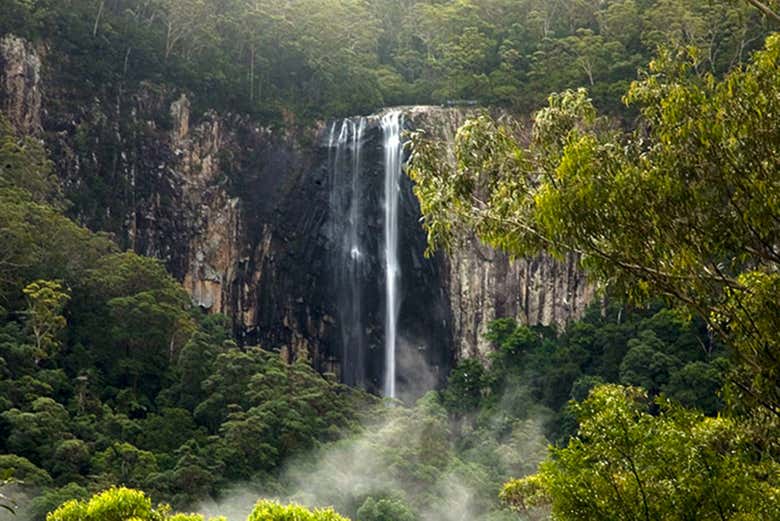 Panorâmica da floresta tropical de Gondwana