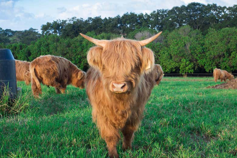 Vacas das Highlands em The Farm