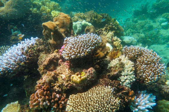 Bautismo de buceo en la Gran Barrera de Coral