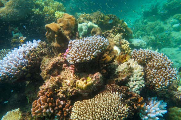 Bautismo de buceo en la Gran Barrera de Coral