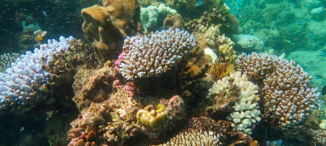 Bautismo de buceo en la Gran Barrera de Coral