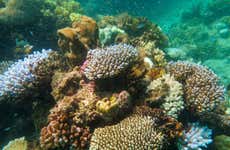 Baptême de plongée dans la Grande Barrière de Corail