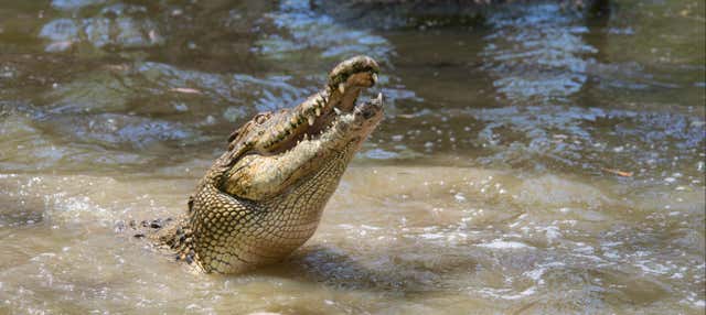 Excursión a Hartley's Crocodile Adventures