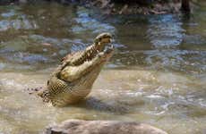 Day Trip to Hartley's Crocodile Adventures
