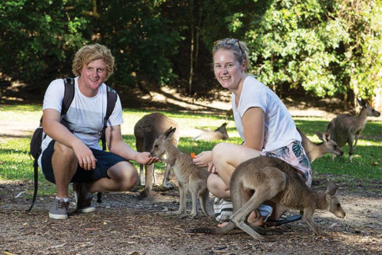 Nourrir des wallabies