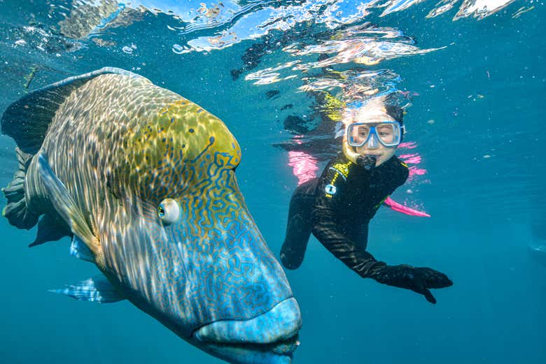 Discover impressive marine life