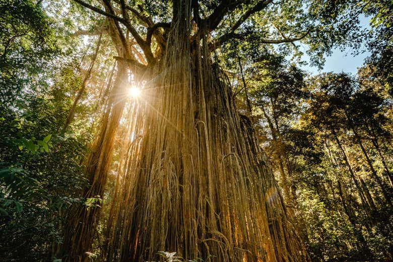 Uma incrível árvore antiga de Atherton Tablelands
