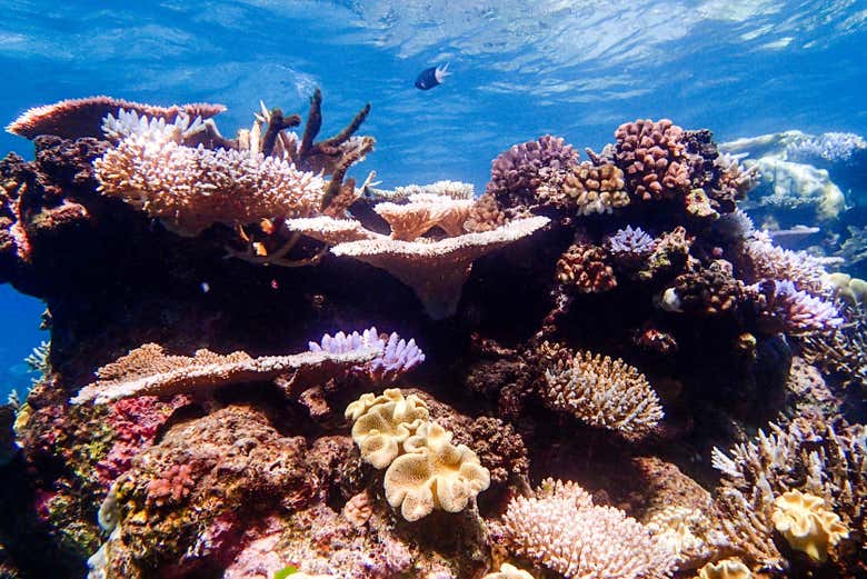 Récif de corail