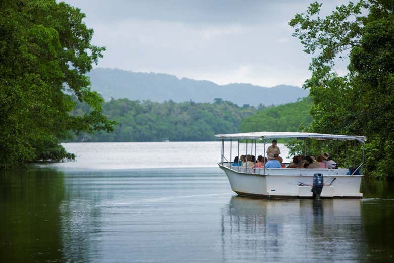 Balade en bateau sur la rivière Daintree