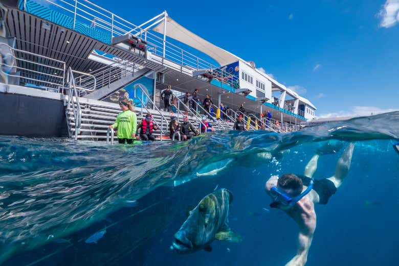 Snorkeling à Reef Magic