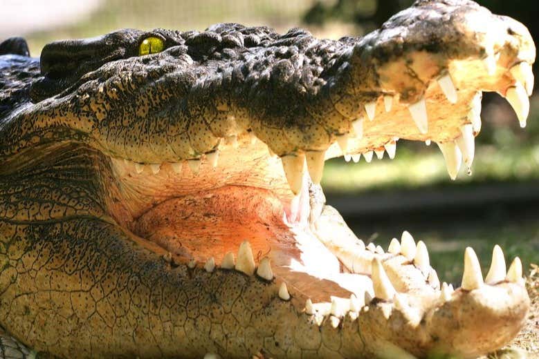 Podréis visitar un santuario de cocodrilos