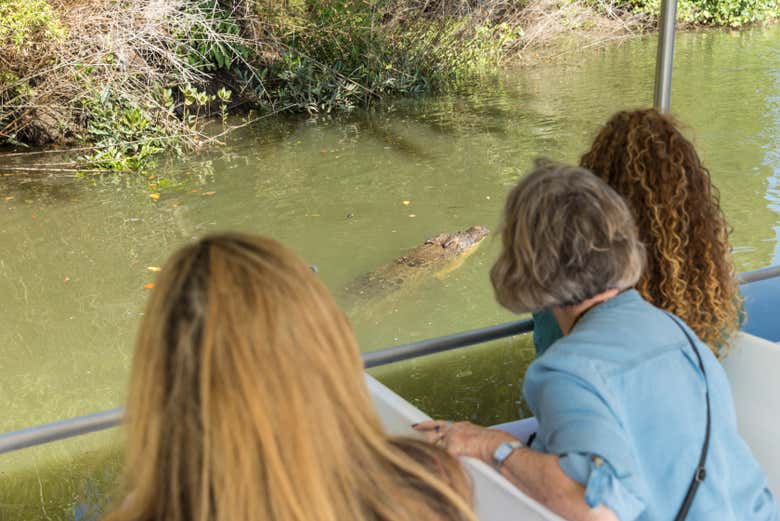 Avistando um crocodilo