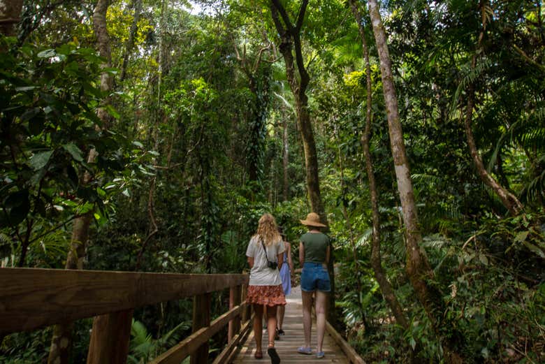 Caminhando pela floresta tropical