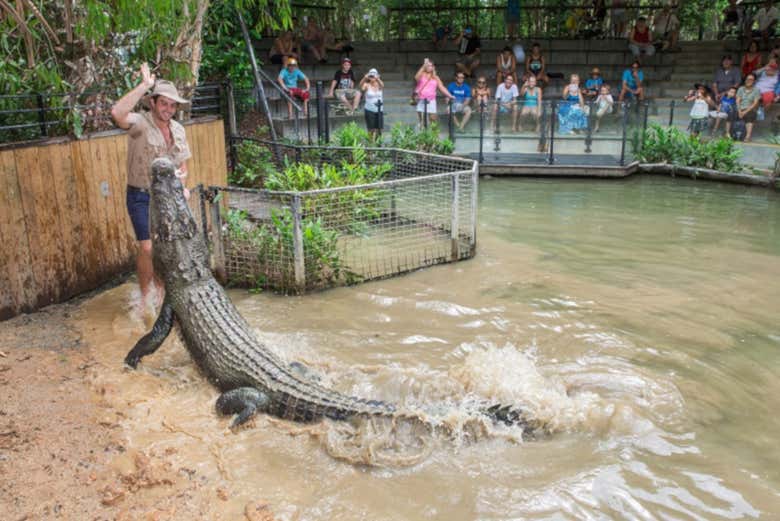 Alimenter un crocodile