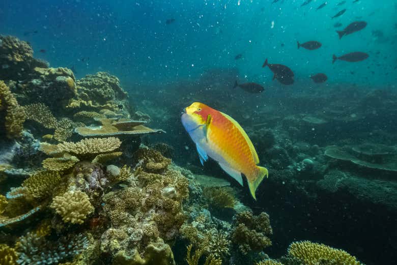 La vie marine dans la Grande Barrière de Corail