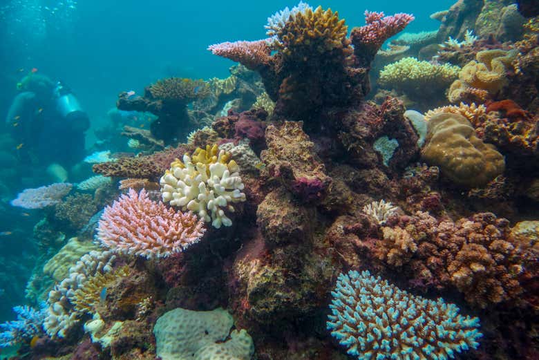 Profitez de la Grande Barrière de Corail australienne