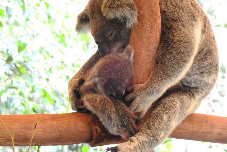 L'élevage de koala