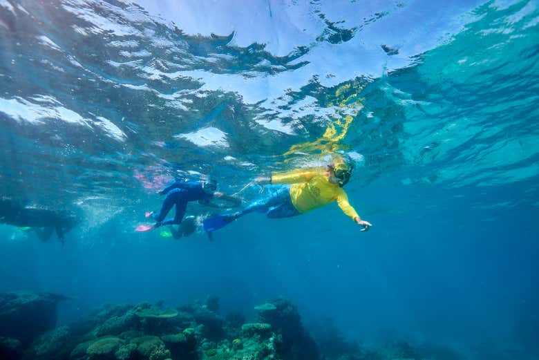 Vous pourrez faire du snorkeling à Green Island