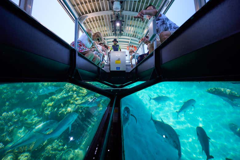 Admirez les poissons pendant la traversée