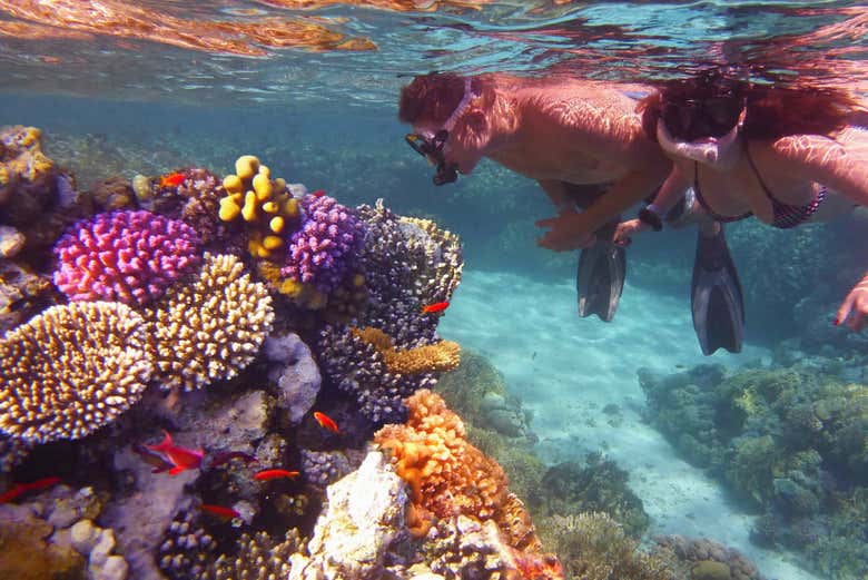 Praticando snorkel na Grande Barreira de Corais