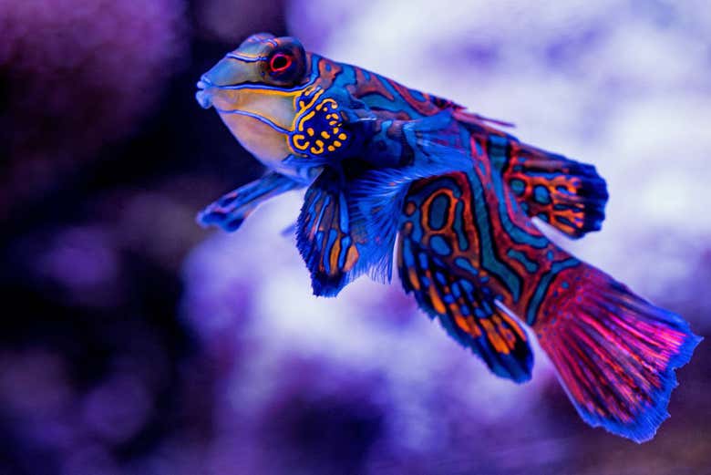 Peces en el acuario