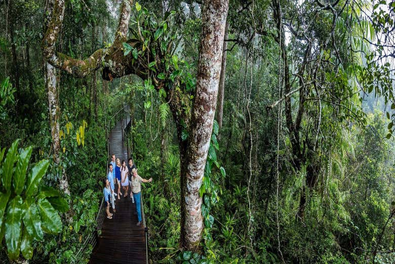 Selva tropical de Queensland