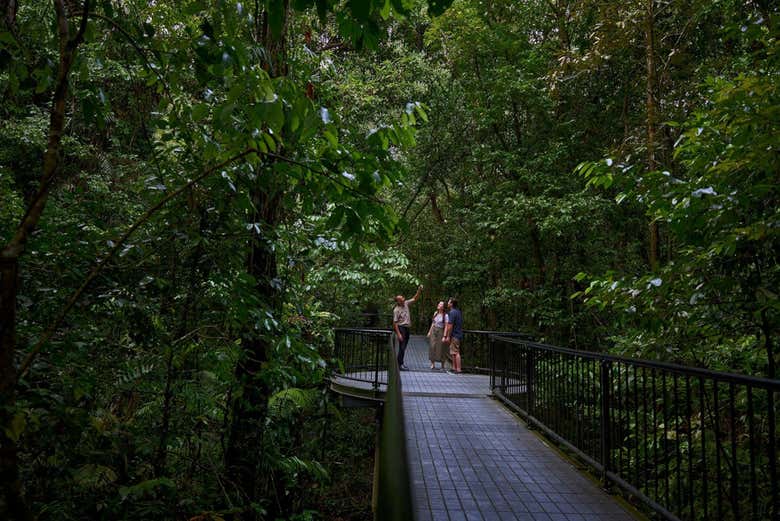 Forêt tropicale des gorges de Mossman