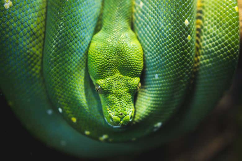 Le serpent
