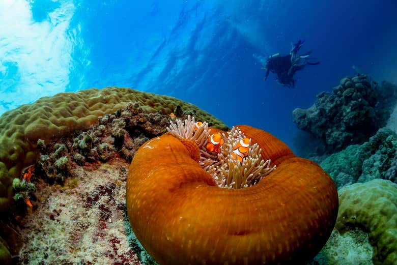 Vida marinha na Grande Barreira de Corais