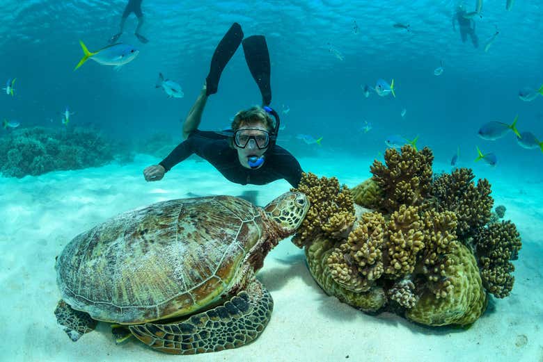 Veremos animais impressionantes