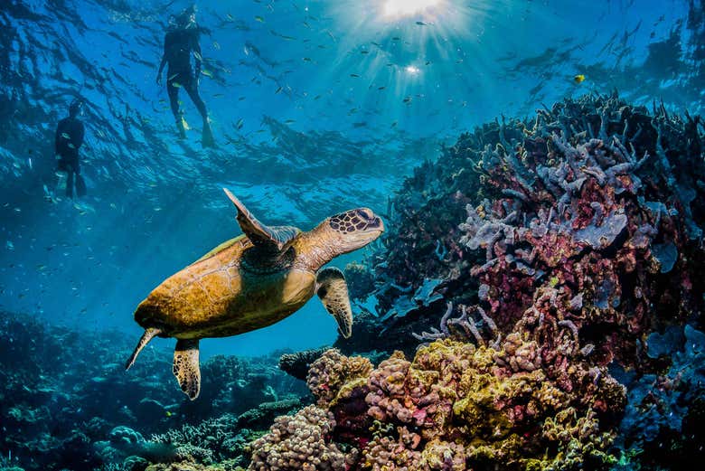 Découvrez les habitants des récifs