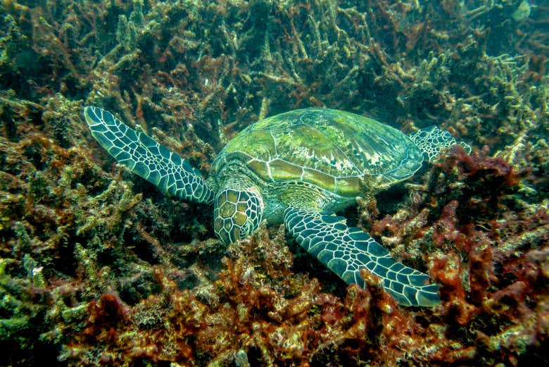 Une tortue dans la Grande Barrière de Corail