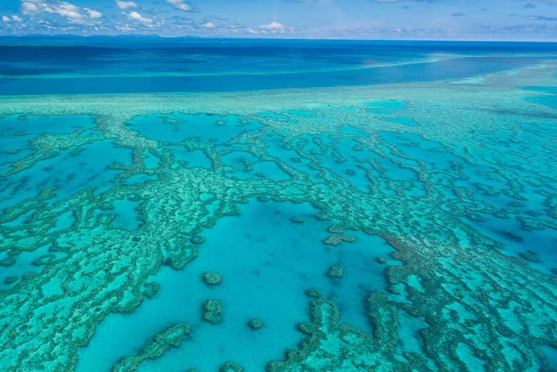 Excursión a la Gran Barrera de Coral y plataforma Reef Magic desde ...