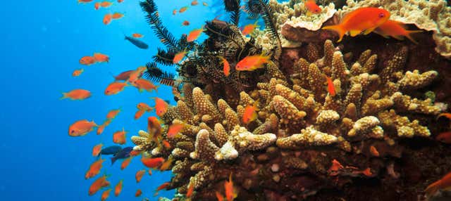 Snorkel en la Gran Barrera de Coral