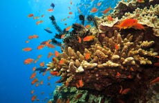 Snorkel en la Gran Barrera de Coral