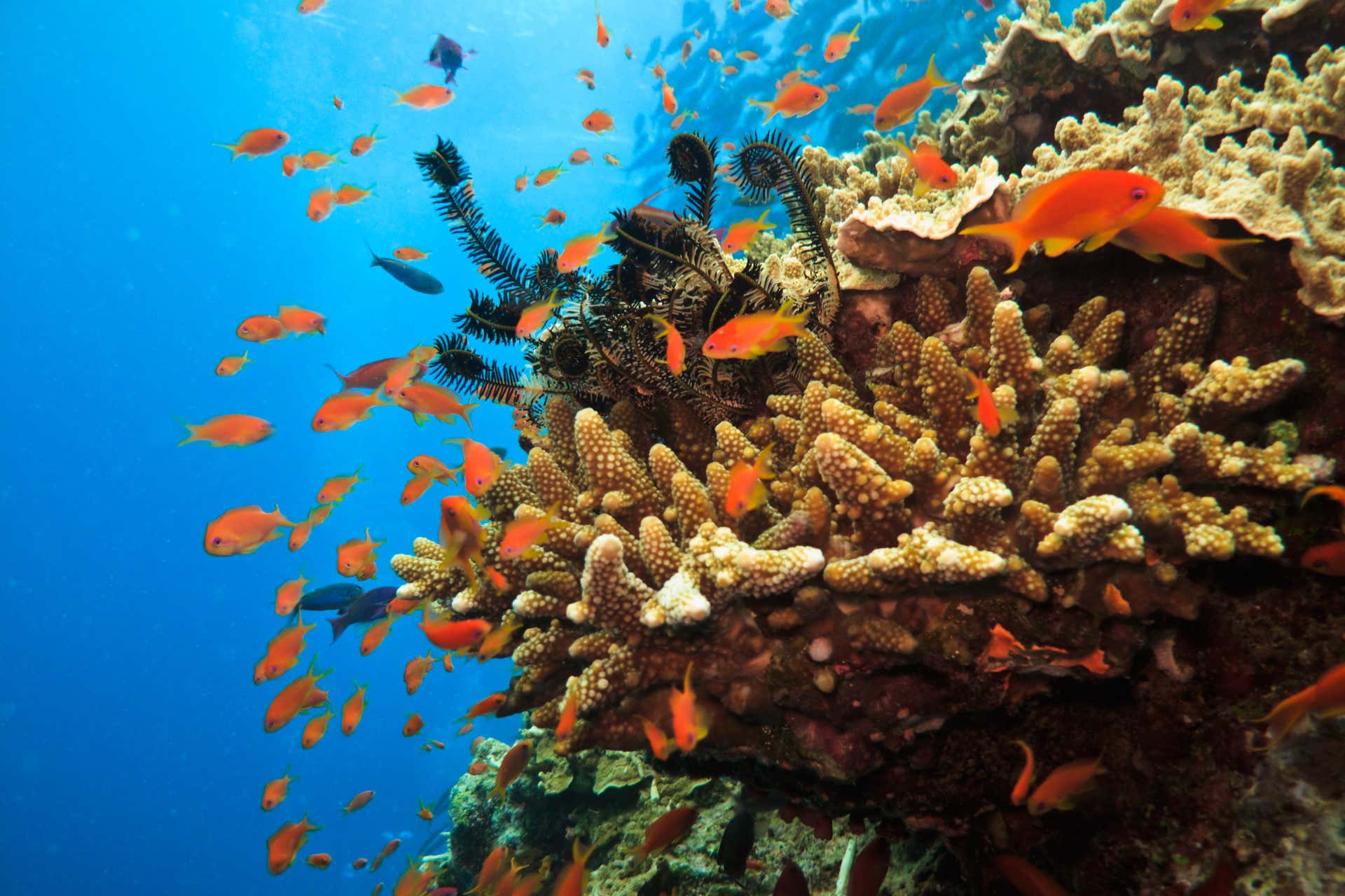 Great Barrier Reef Snorkeling Tour from Cairns