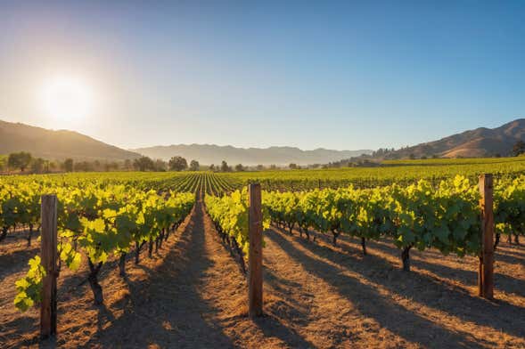 Canberra Wineries Tour