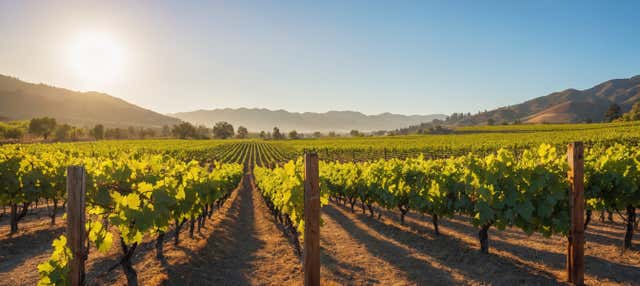 Excursión a las bodegas de Murrumbateman