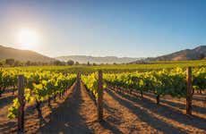 Canberra Wineries Tour
