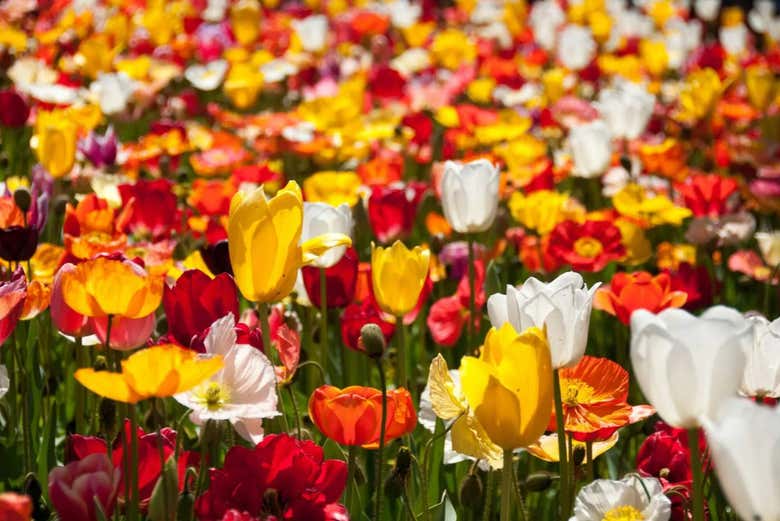 Um dia repleto de beleza floral
