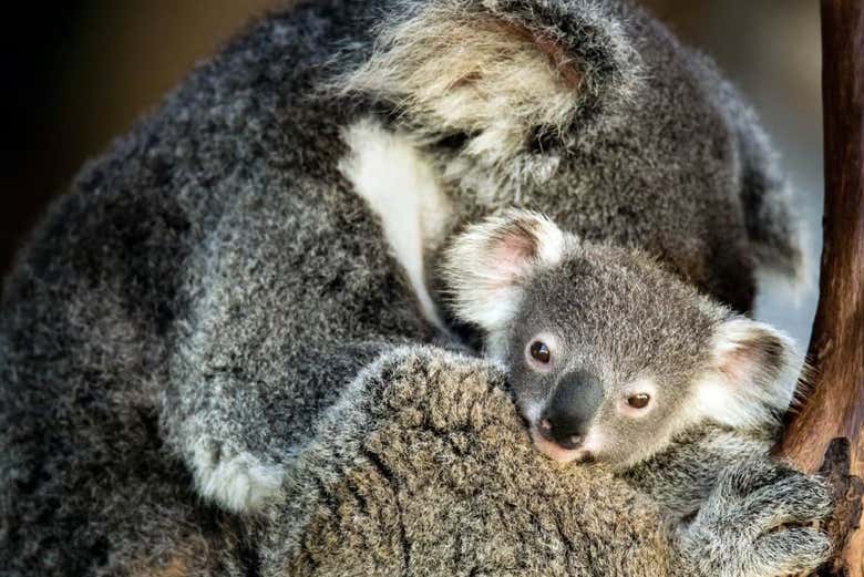 Cute koalas