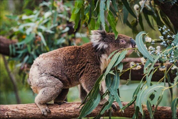 Pronto para ver os animais únicos da Austrália?