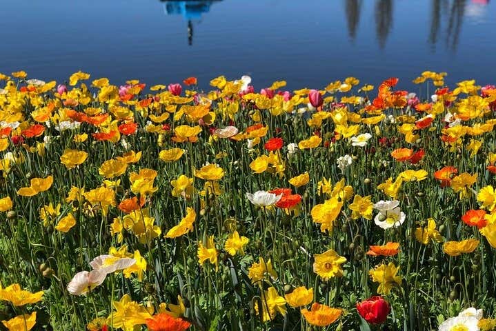 Vous vous promènerez dans des champs de fleurs colorées